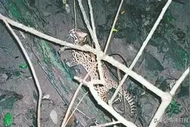 慢读丨这群海南特有亚种的豹猫，体型虽小却是猛兽图片
