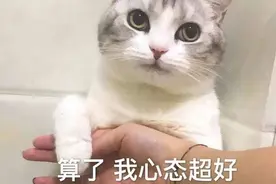 猫咪打架名场面！难道短腿的就活该被欺负？图片
