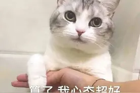 猫咪打架名场面！难道短腿的就活该被欺负？图片