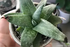 龙舌兰和仙女杯，多肉植物界的两大贵货图片