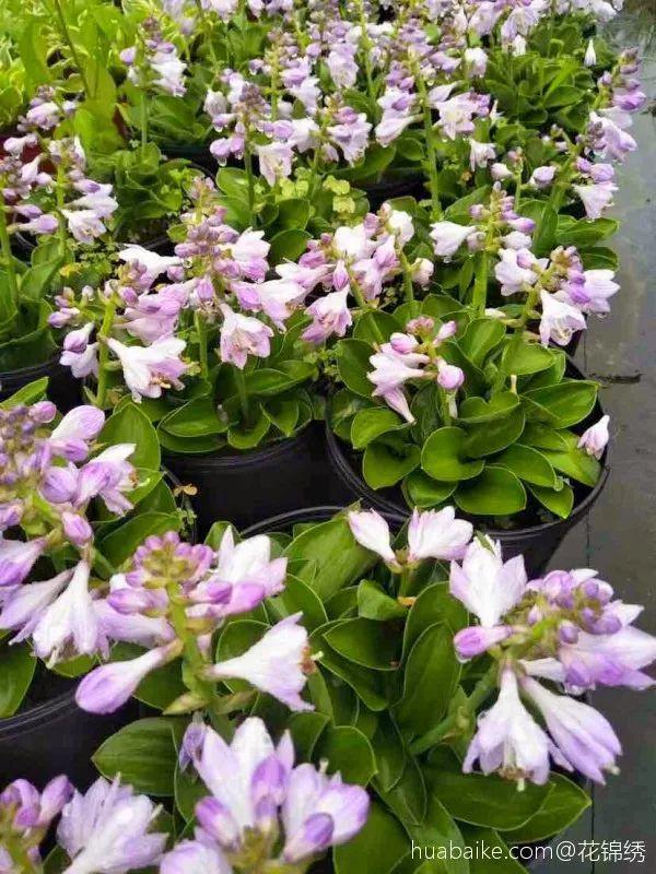 贝拉小蜜蜂草本身体乳