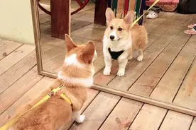 我们都被镜子欺骗了，科学家研究表明：镜子中的你不是真实的图片