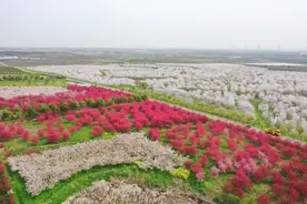 西郊公园万亩花海盛开   蜀山乡村奏响振兴“进行曲”图片