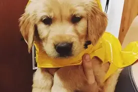 卖萌必配——你家宠物有没有“雨衣“？图片