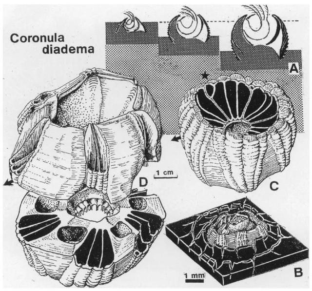 龟头里面有鸡皮疙瘩