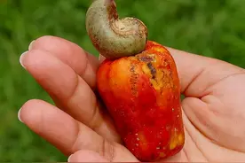 舌尖上的坚果饕餮，腰果的真实面目，为何有一果两卖的说法？图片