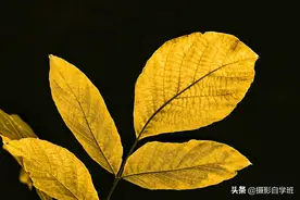 用手机拍照，你会调节曝光吗？这可是手机摄影的绝招图片