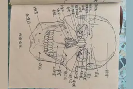 手绘系统解剖图（部分）图片