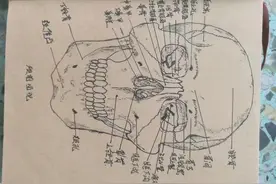手绘系统解剖图（部分）图片