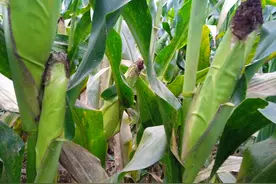 珍惜一粒米的故事图片