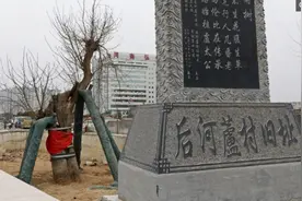 “钉子树”挡住主干道，郑州政府不强拆，立碑围墙保护如今成景观图片