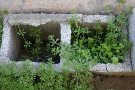 湖北宜昌：居民小区院子里的野菜野草图片