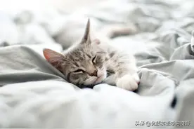 英语原版阅读：The Little Cat图片
