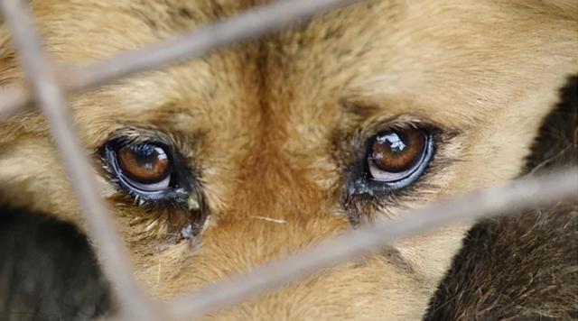 狗狗流眼泪是因为"难过"?