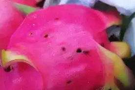 火龙果上的果实蝇，危害大难防控，喷药也是无用功，果农如何办？图片