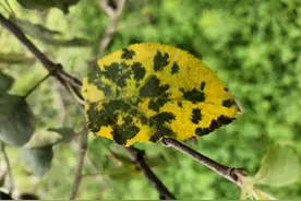 引起雨季苹果早期落叶病流行的原因是什么？图片