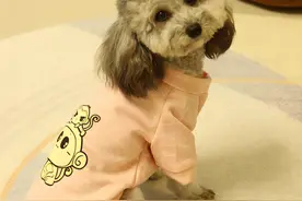 为什么将泰迪犬抱起来，它动也不敢动？图片