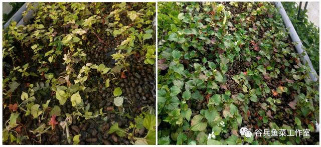 鱼菜共生的痛点—技术