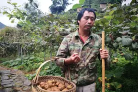 女儿2岁时妻子出走，57岁失明男子靠种猕猴桃，20年独自养大女儿图片