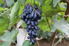 蓝宝石葡萄为何受欢迎？一年生的葡萄种植，这些要点缺一不可图片