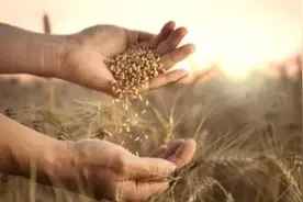 国家级屯粮潮”出现，彭博社：恐威胁全球贸易。最新情报请关注我图片