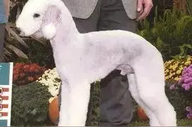 每日一犬---贝灵顿梗图片