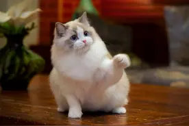 猫咪对你做这5种行为，其实是把你当佣人了图片