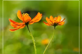 蜜蜂与花的故事图片