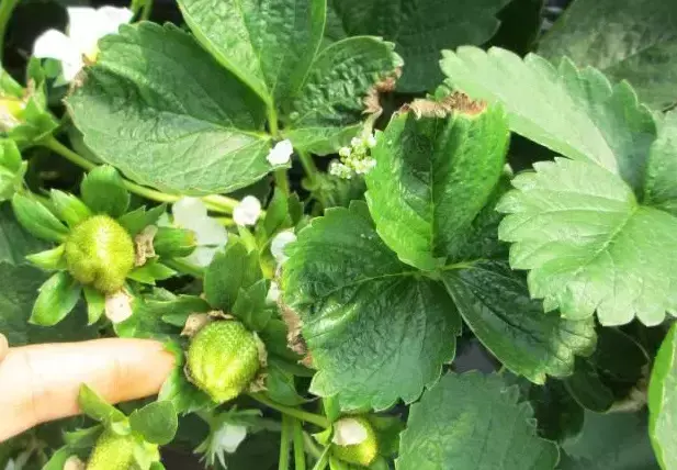 草莓缺素问题大，千万不可小看他，看看各元素的作用吧