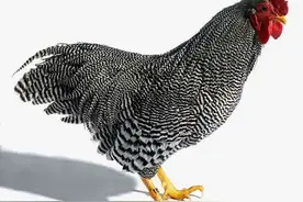 中国知名土鸡品种图片