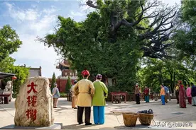 诗不可说丨家槐，蒙蒙碧烟叶，袅袅黄花枝图片