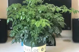 幸福树一直冲天长怎么修剪控旺造型？剪一剪，晒一晒更健康图片
