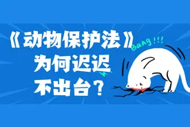 为什么中国的动保法迟迟出台不了？图片