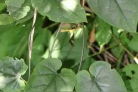 ​发现就极危！湖北豹药藤数量不足10株，暂不知是否有极强毒性图片