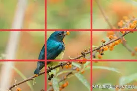 带你看构图的技巧和作用，想拍出好照片，就少不了摄影构图技巧图片