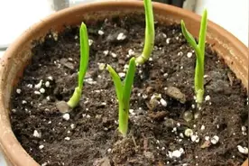 发现长芽的大蒜别再犯愁，5步操作，蒜苗、蒜苔、新蒜都有了图片