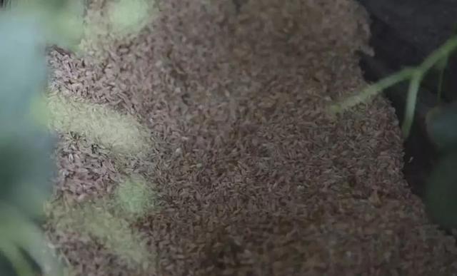 别老看别人的大棚了！避开这5大误区，你也可以建出高产草莓棚