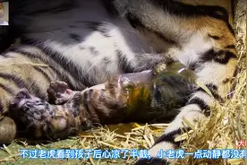 摄像头记录下老虎生宝宝全过程，感叹母爱的伟大！视频封面