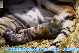 摄像头记录下老虎生宝宝全过程，感叹母爱的伟大！视频封面