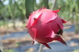 火龙果上市高峰期来了！南宁货源备受青睐，价格稳中有涨图片