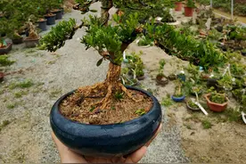 皱皮黄杨，雀舌小叶小品盆景图片