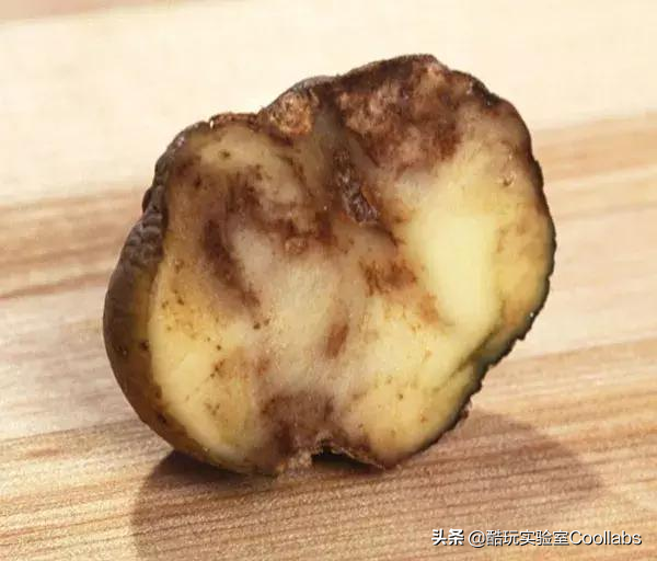 土豆到底能不能当饭吃？袁隆平生前是这么说的