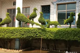 开远这个村庄的树木“变形记”……图片
