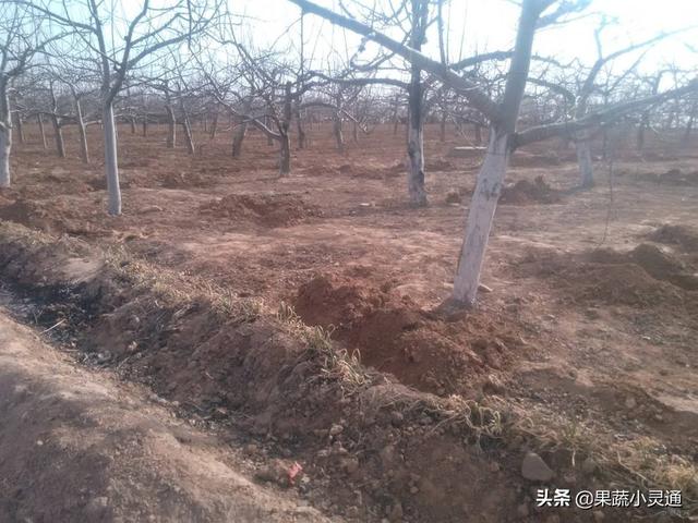 这份苹果管理周年施肥建议方案比较全面，果农们可以收藏备用