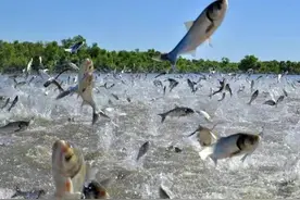 河南一河道大鱼乱跳，是想跃龙门还是感知到了地震？背后另有原因图片