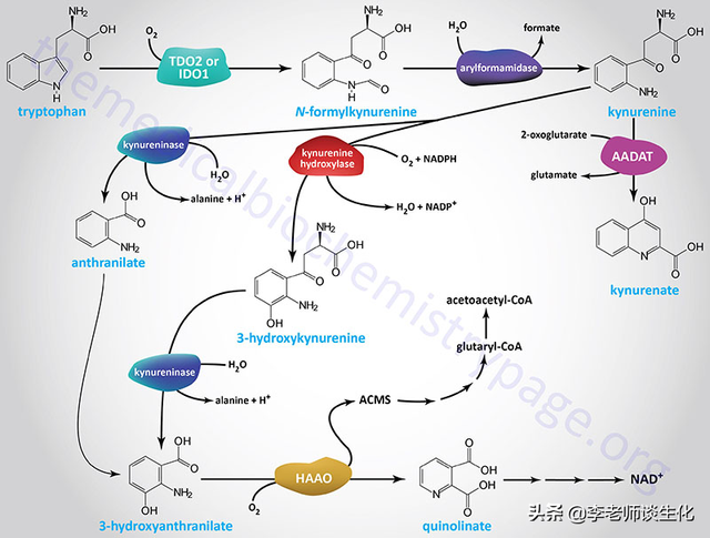 氨基酸的碳架氧化（二）
