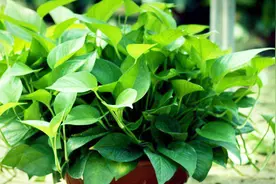 为什么家里不能养绿萝？今天总算清楚了视频封面