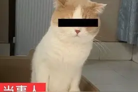 表情包丨你听听，这说的是人话吗？图片