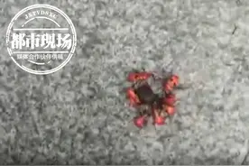 小区惊现神秘小红虫！体长不足一厘米，通体红色带斑点图片