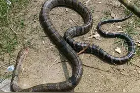 四川3米18斤眼镜王蛇闯民宅，为国家二级保护动物，究竟能不能打图片